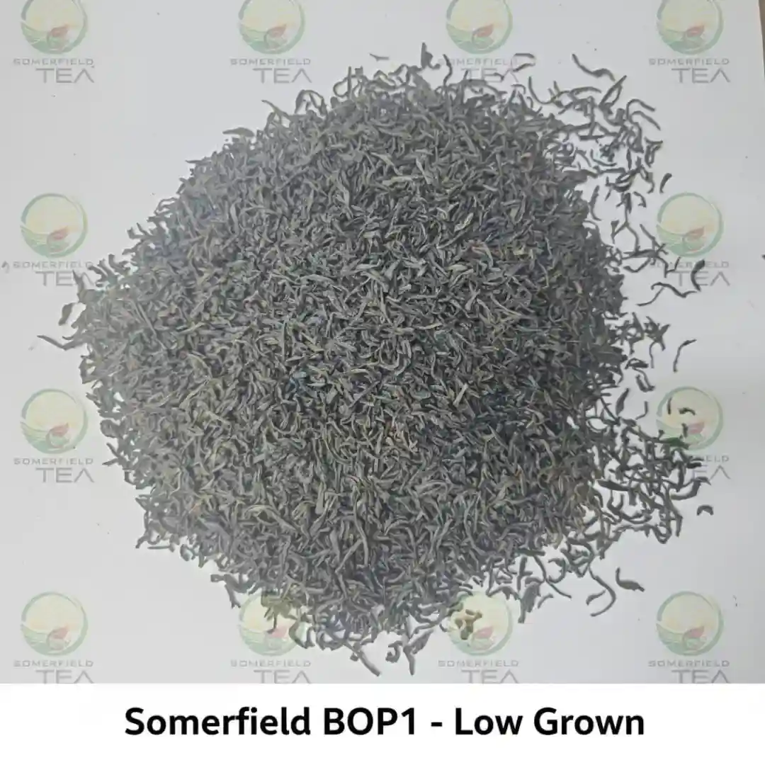 somerfield BOP1 low grown available in catering packs for restaurants and cafes in colombo and for tea export