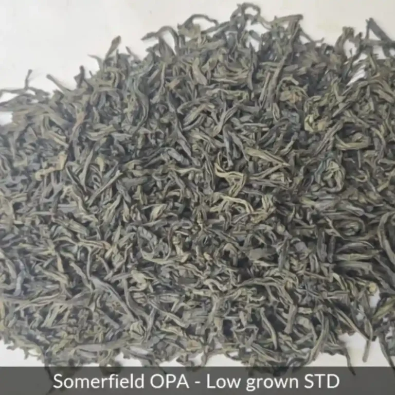somerfield OPA low grown STD available in catering packs for restaurants and cafes in colombo and for tea export