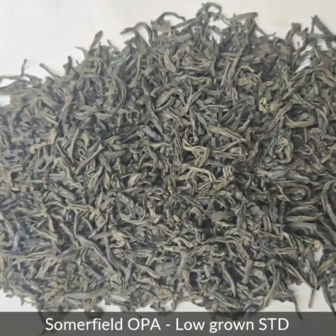 somerfield OPA low grown STD available in catering packs for restaurants and cafes in colombo and for tea export
